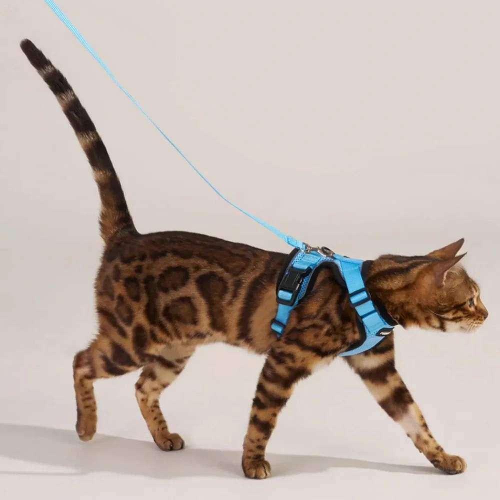 Rabbitgoo blue & black cat harness & leash, size medium, NIB.